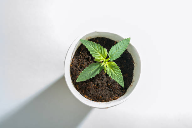 Close up shot of a little hemp or cannabis or marijuana plant born in a cardboard seedbed